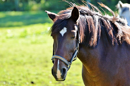 photo of brown horse thumbnail