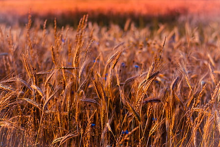 shallow focus lens photo of grains thumbnail