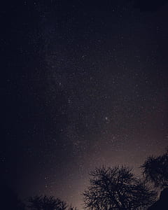 trees under black sky during nighttime thumbnail