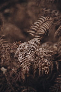 woodland, forest, garden, dark thumbnail