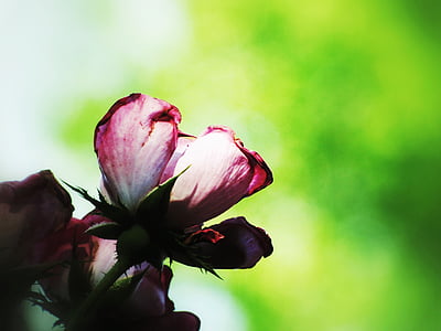 pink rose thumbnail