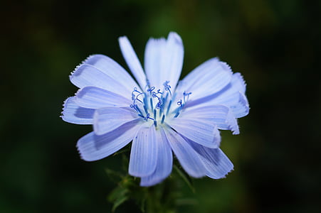 shallow focus photography of purple flower thumbnail