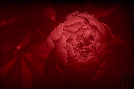 red petaled flower closeup photography thumbnail