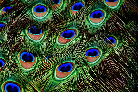 macro photograph of peacock feathers thumbnail