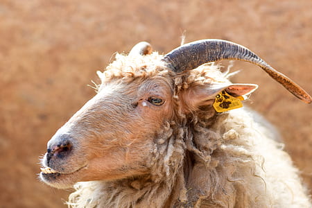 Brown Sheep With Yellow Tag on Ear thumbnail