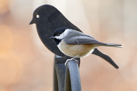 black and gray bird thumbnail