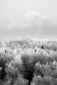 snow-covered leafed trees and mountains thumbnail