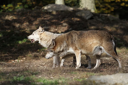 wildlife photography of two wolves thumbnail