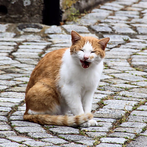 photo of orange and white short fur cat thumbnail