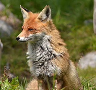 orange fox selective focus photography thumbnail