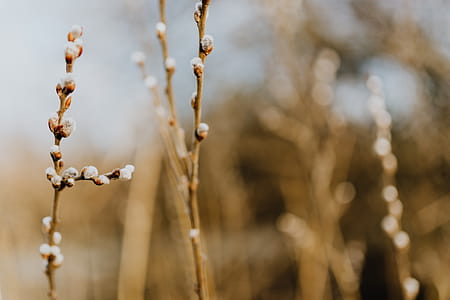 Fresh spring catkin branches thumbnail