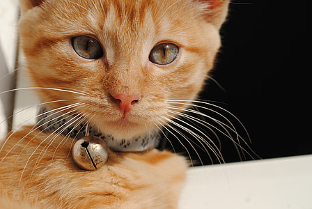 orange tabby cat wearing bell on neck thumbnail
