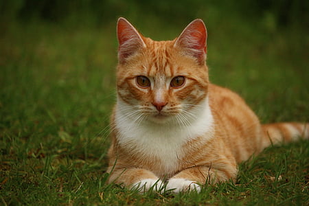 orange tabby cat on grass thumbnail