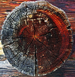 close-up photography of brown wood log thumbnail