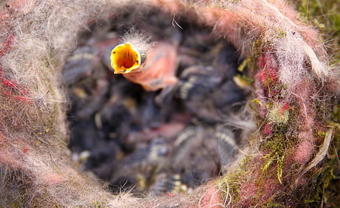 tilt shift photo of birds nest thumbnail