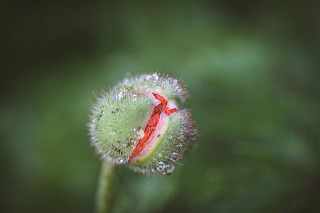 selective focus photo of red flower bud thumbnail