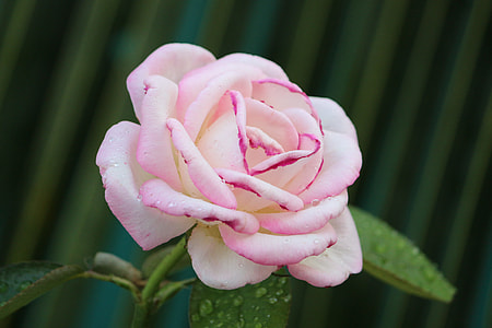 tilt shift photography of Pink rose thumbnail