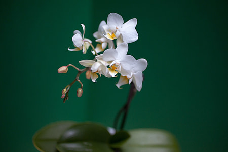 white petaled flower thumbnail