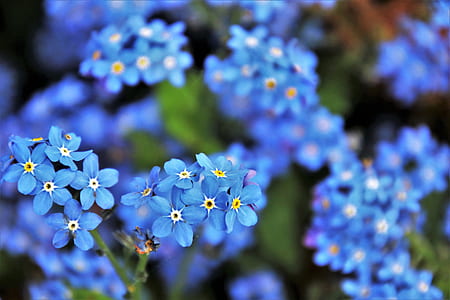blue flowers thumbnail