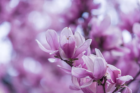 macro photography of purple petaled flower thumbnail