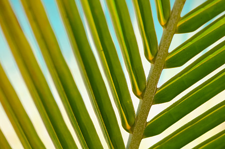 green palm tree leaf in close-up photography thumbnail