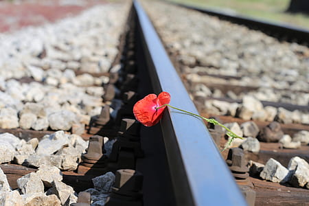 selective focus photo of red poppy flower on gray train rail with gray stones at daytime thumbnail
