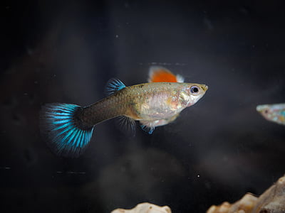 orange, gray, and blue guppy fish thumbnail