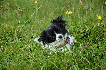 field, animal, dog, pet thumbnail