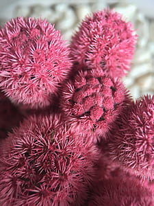 nature, flowers, petals, plant thumbnail