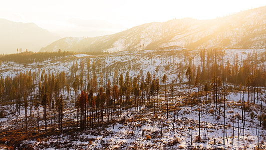 aerial view photography of trees on snow field thumbnail