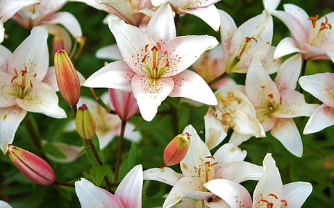 lily, flower, plant, spring, blossom, nature thumbnail
