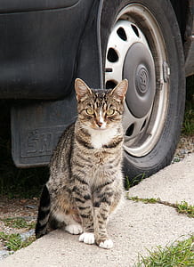 brown tabby cat near black car thumbnail
