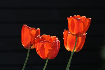 four red flowers painting thumbnail