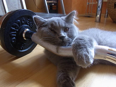 gray short-coated cat on silver barbell thumbnail