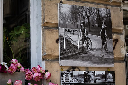 Pink Petaled Flower Beside Grayscale Photo of Man and Woman Riding Bicycle thumbnail