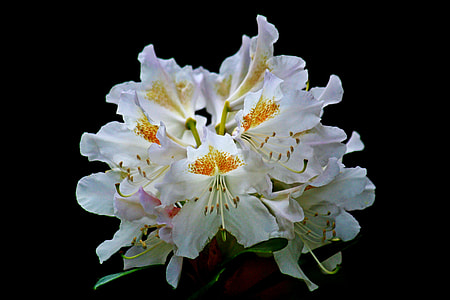 Rhododendron, White Rhododendron thumbnail