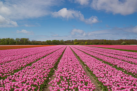 landscape photography of pink flower field under clear sky during daytime thumbnail