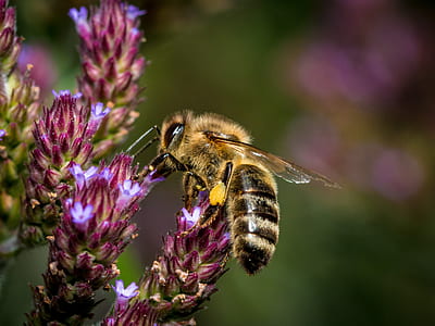 selective focus photography of honeybee perched on purple petaled flower in bloom thumbnail