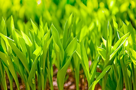 shallow focus photo of green plants thumbnail