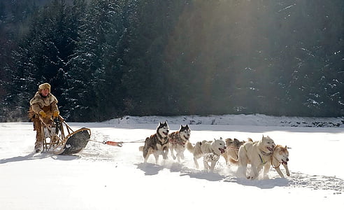 pack of wolves thumbnail