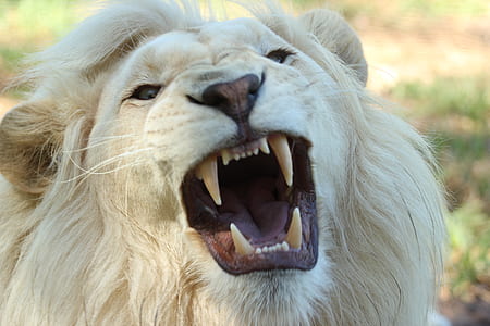 White Long Coat Lion thumbnail