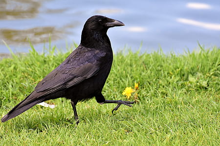 black crow walking on green grass thumbnail