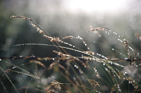 brow and green leafed plants thumbnail