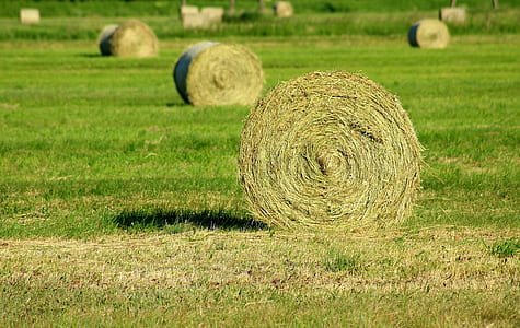 green hays on field during daytime thumbnail