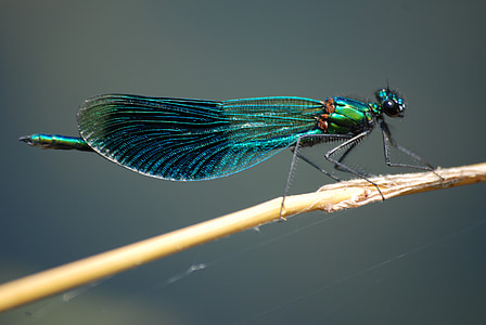 selective focus photography of green damselfly perched on brown stem thumbnail