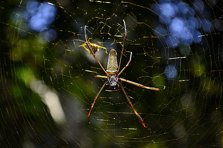 Close Up Photo of Brown and Yellow Garden Spider thumbnail