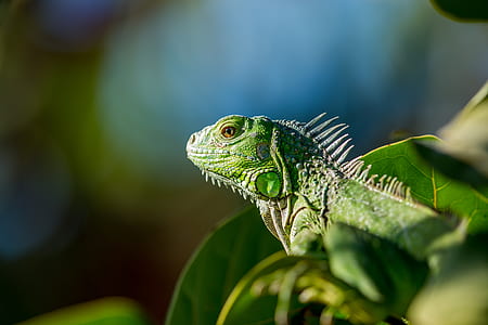 selective focus photography of green iguana thumbnail