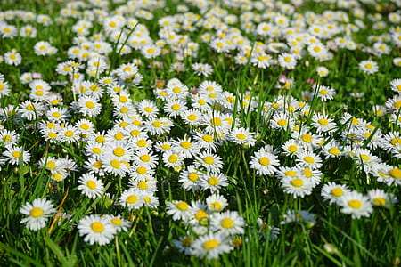 yellow-and-white flowers thumbnail