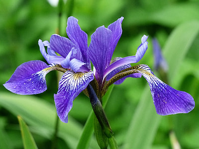 purple petaled flower in bloom thumbnail