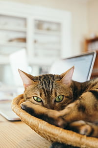 brown tabby cat lying on brown wicker basket thumbnail